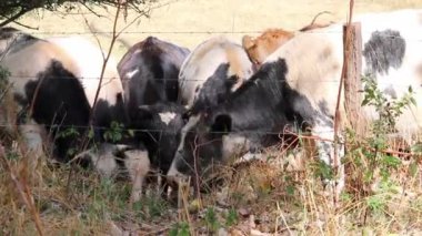Thirsty cows on dry land in drought and extreme heat period burns the brown grass due to water shortage as heat catastrophe for grazing animals with no rainfall as danger for farm animals beef cattle