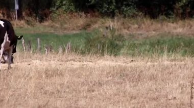 Thirsty cows on dry land in drought and extreme heat period burns the brown grass due to water shortage as heat catastrophe for grazing animals with no rainfall as danger for farm animals beef cattle