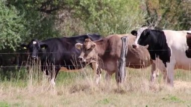 Thirsty cows on dry land in drought and extreme heat period burns the brown grass due to water shortage as heat catastrophe for grazing animals with no rainfall as danger for farm animals beef cattle