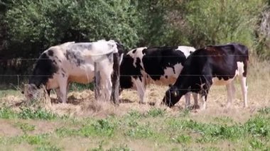 Thirsty cows on dry land in drought and extreme heat period burns the brown grass due to water shortage as heat catastrophe for grazing animals with no rainfall as danger for farm animals beef cattle