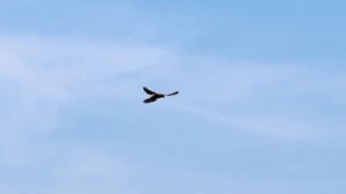 Flying falcon and hunting falconidae shaking in flight looking for prey like mice and rabbits gliding through the air with spreaded wings is a mighty eagle or fast hawk with majestic feathered wings