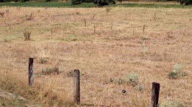 Thirsty cows on dry land in drought and extreme heat period burns the brown grass due to water shortage as heat catastrophe for grazing animals with no rainfall as danger for farm animals beef cattle