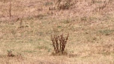 Thirsty cows on dry land in drought and extreme heat period burns the brown grass due to water shortage as heat catastrophe for grazing animals with no rainfall as danger for farm animals beef cattle
