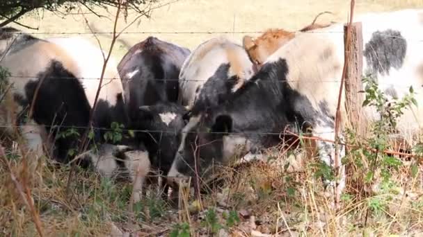 Thirsty Cows Dry Land Drought Extreme Heat Period Burns Brown — 图库视频影像