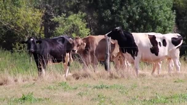 Thirsty Cows Dry Land Drought Extreme Heat Period Burns Brown — ストック動画