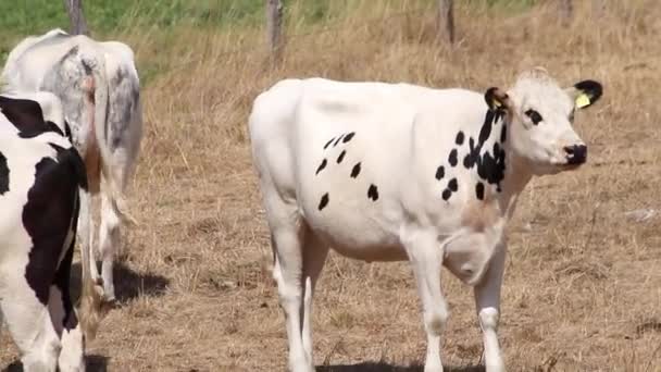 Thirsty Cows Dry Land Drought Extreme Heat Period Burns Brown — ストック動画