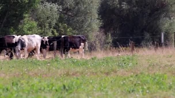 Thirsty Cows Dry Land Drought Extreme Heat Period Burns Brown — Stock Video