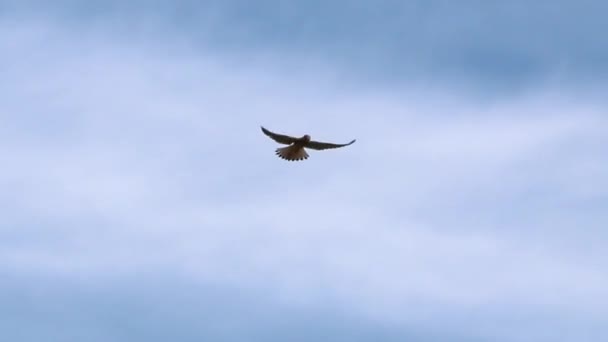 Flying Falcon Hunting Falconidae Shaking Flight Looking Prey Mice Rabbits — Stock videók