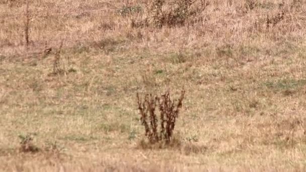 Thirsty Cows Dry Land Drought Extreme Heat Period Burns Brown — Vídeo de stock