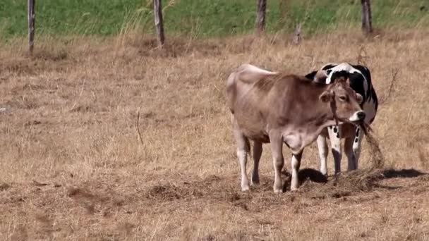 Thirsty Cows Dry Land Drought Extreme Heat Period Burns Brown — Stockvideo