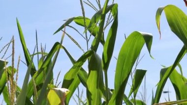 Green corn field growing in blue sky and summer sunshine on cultivated corn plantation of an organic farming expert with agricultural field for sweet food nutrition and fresh ripe corn growing seeds