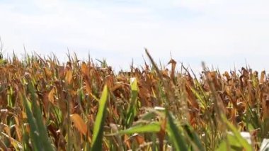 Dry corn field in drought period and extreme heat period shows global warming and climate change with crop shortfall and crop failures causing hunger and inflation as water shortage and arid climate