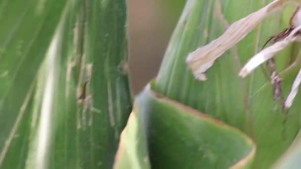 Сухое Кукурузное Поле Период Засухи Экстремальной Жары Показывает Глобальное Потепление — стоковое видео