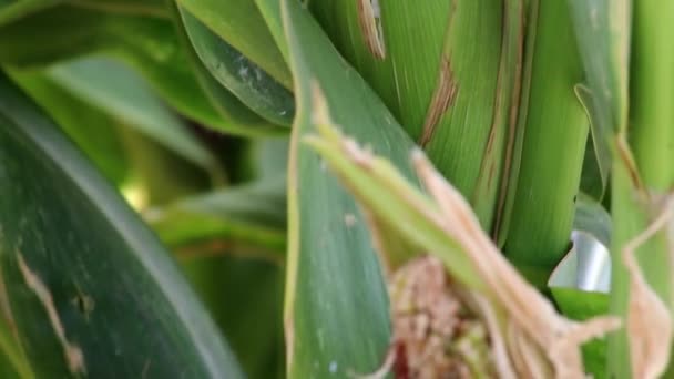 Dry Corn Field Drought Period Extreme Heat Period Shows Global — Stockvideo