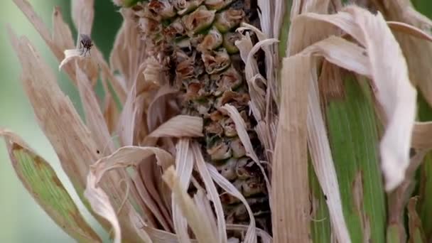 Сухое Кукурузное Поле Период Засухи Экстремальной Жары Показывает Глобальное Потепление — стоковое видео