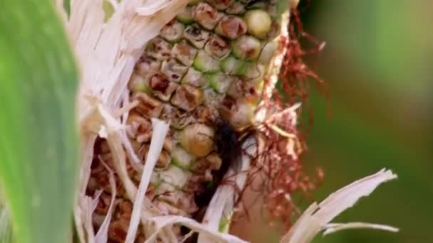 Dry Corn Field Drought Period Extreme Heat Period Shows Global — Stock videók