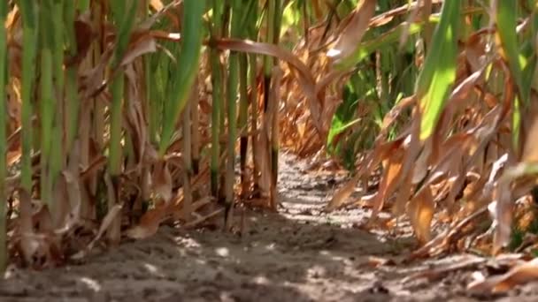 Dry Corn Field Drought Period Extreme Heat Period Shows Global – Stock-video
