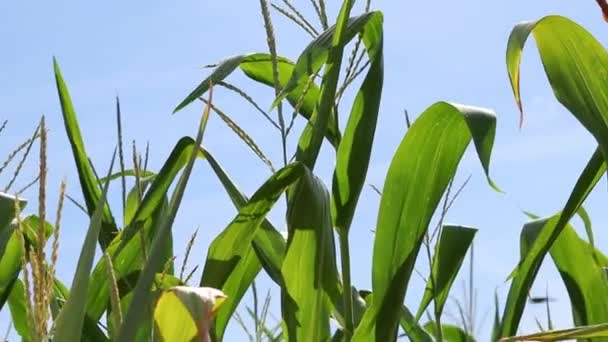 Green Corn Field Growing Blue Sky Summer Sunshine Cultivated Corn — Vídeo de stock