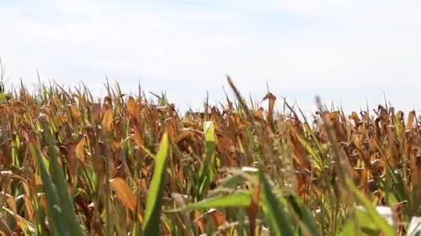 Dry Corn Field Drought Period Extreme Heat Period Shows Global — Vídeos de Stock