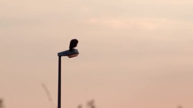 Attentive falcon hunting and looking for prey like mice and rabbits sitting on look out waiting with folded wings is a mighty eagle or fast hawk in golden sunset dawn and sunrise dusk