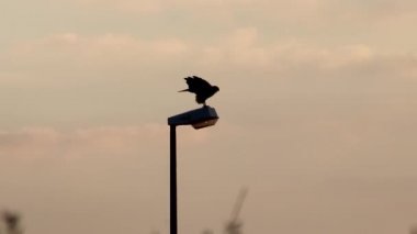 Attentive falcon hunting and looking for prey like mice and rabbits sitting on look out waiting with folded wings is a mighty eagle or fast hawk in golden sunset dawn and sunrise dusk