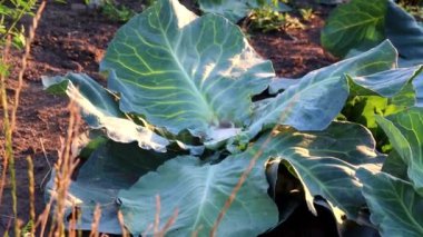 Bahçedeki yeşil lahana manzarasını kapat.