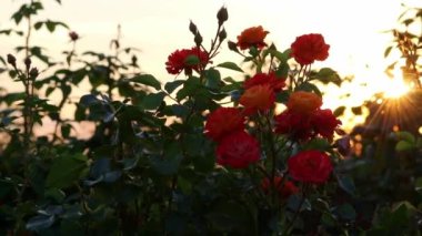 Idyllic red roses field in sunset golden hour and low angle view shows beautiful rose gardening with silhouettes and shiny petals in warm colors as magical b-roll summertime mood and summer atmosphere