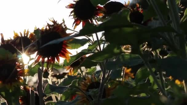 Sustainable Agriculture Field Sunflowers Romantic Summer Sunset Heat Period Drought — Vídeos de Stock