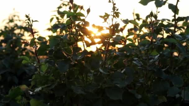 Idyllic Red Roses Field Sunset Golden Hour Low Angle View — Vídeo de stock