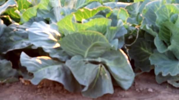 Green Cabbage Field Sunset Shows Organic Gardening Organic Farming Non — Videoclip de stoc