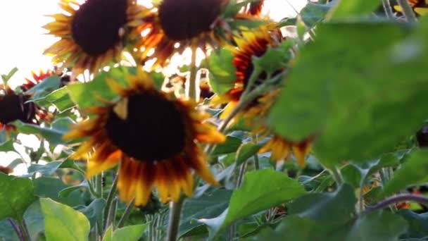Sustainable Agriculture Field Sunflowers Romantic Summer Sunset Heat Period Drought — Stockvideo