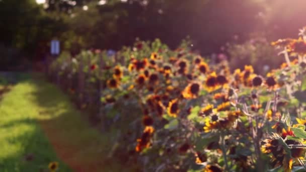 Sustainable Agriculture Field Sunflowers Romantic Summer Sunset Heat Period Drought — Stockvideo