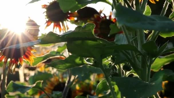 Sustainable Agriculture Field Sunflowers Romantic Summer Sunset Heat Period Drought — Stock video