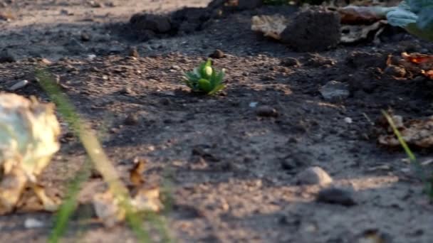 Wilting Cabbage Field Caused Drought Extreme Heat Period Water Shortage — Vídeo de stock