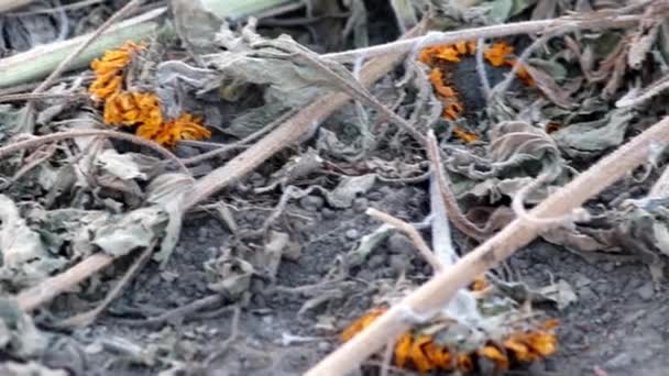 Drought Dry Withered Sunflowers Extreme Heat Periode Hot Temperatures Rainfall — Vídeo de stock
