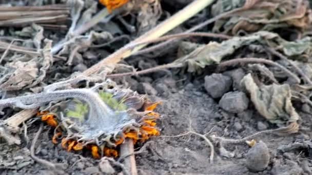 Drought Dry Withered Sunflowers Extreme Heat Periode Hot Temperatures Rainfall — Stockvideo