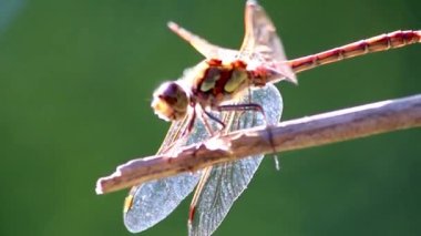 Red dragonfly damselfly odonata warming up for insect hunt eating a fly resting on a branch in summer sunshine and backlight with green background has filigree wings in close-up macro view facet eyes