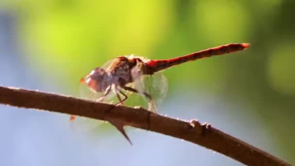 Red Dragonfly Damselfly Odonata Warming Insect Hunt Eating Fly Resting — Vídeo de Stock
