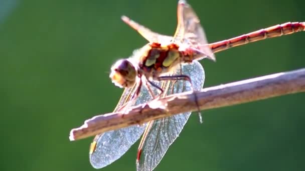 Red Dragonfly Damselfly Odonata Warming Insect Hunt Eating Fly Resting — Vídeos de Stock