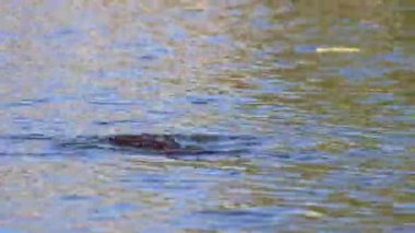 Swimming nutria diving into a pond as invasive species like a beaver or rat in aquatic environment at shores and lakes in European waters searches for food deep in the water as swimming rat or otter