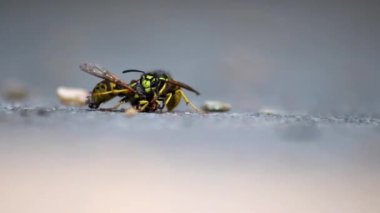 Wasp cannibalism in close-up macro view with fighting wasps eating each other with strong mandibles and biting in dead wasp body as dangerous insect and stinging animal in low angle view on the ground