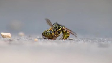 Wasp cannibalism in close-up macro view with fighting wasps eating each other with strong mandibles and biting in dead wasp body as dangerous insect and stinging animal in low angle view on the ground