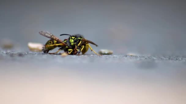 Wasp Cannibalism Close Macro View Fighting Wasps Eating Each Other — Stok video