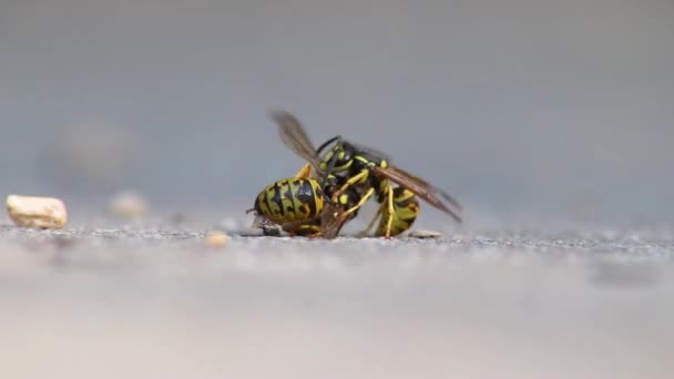Wasp Cannibalism Close Macro View Fighting Wasps Eating Each Other — Videoclip de stoc