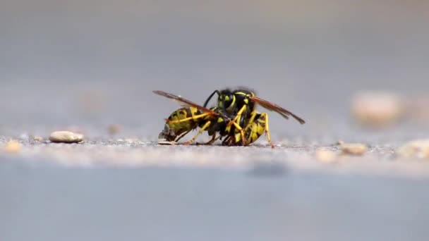 Wasp Cannibalism Close Macro View Fighting Wasps Eating Each Other — Video Stock