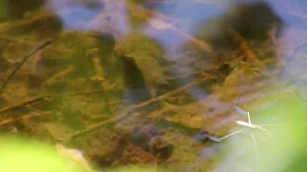 Inseto Águas Límpidas Rio — Vídeo de Stock