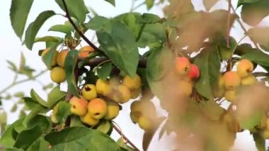Unripe cherries hanging on cherry tree as green cherry fruits in organic gardening with no pesticides for vegetarian nutrition and healthy snack with vitamins and delicious taste of sweet fresh fruits
