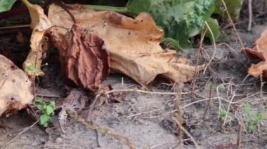 Dry rhubarb field with brown rhubarb leaves on dry farmland shows global warming and extreme heat period causes crop shortage and withered vegetables no rainfall and water shortage climatic change