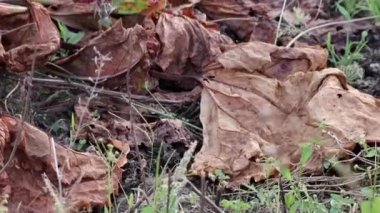 Dry rhubarb field with brown rhubarb leaves on dry farmland shows global warming and extreme heat period causes crop shortage and withered vegetables no rainfall and water shortage climatic change