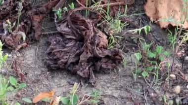 Dry rhubarb field with brown rhubarb leaves on dry farmland shows global warming and extreme heat period causes crop shortage and withered vegetables no rainfall and water shortage climatic change